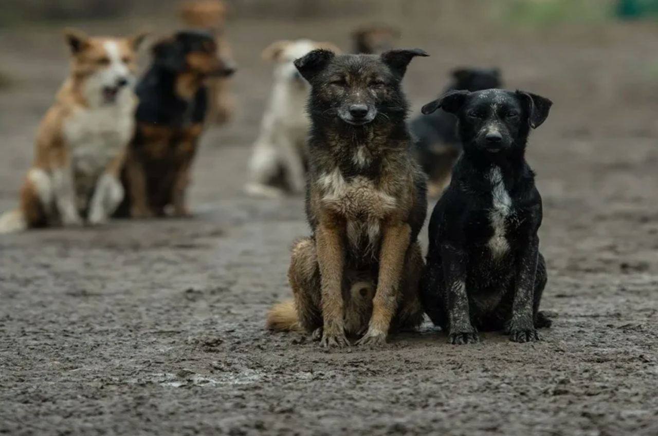 Правительство Запорожской области выделило 10 миллионов рублей на программу отлова бездомных животных, их стерилизации и вакцинации..